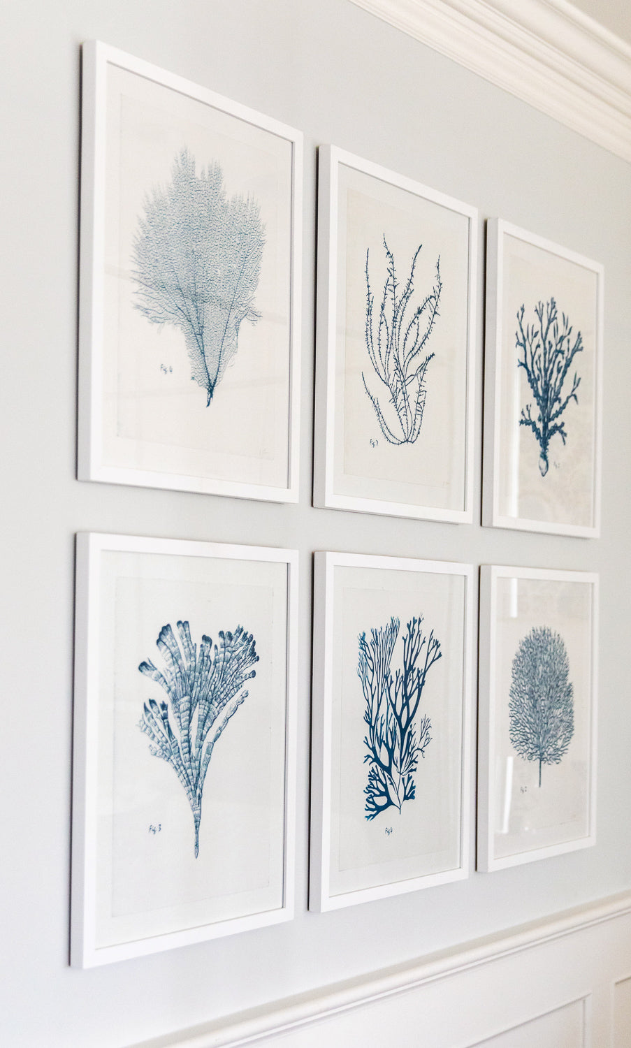 Seaweed Fig. 7