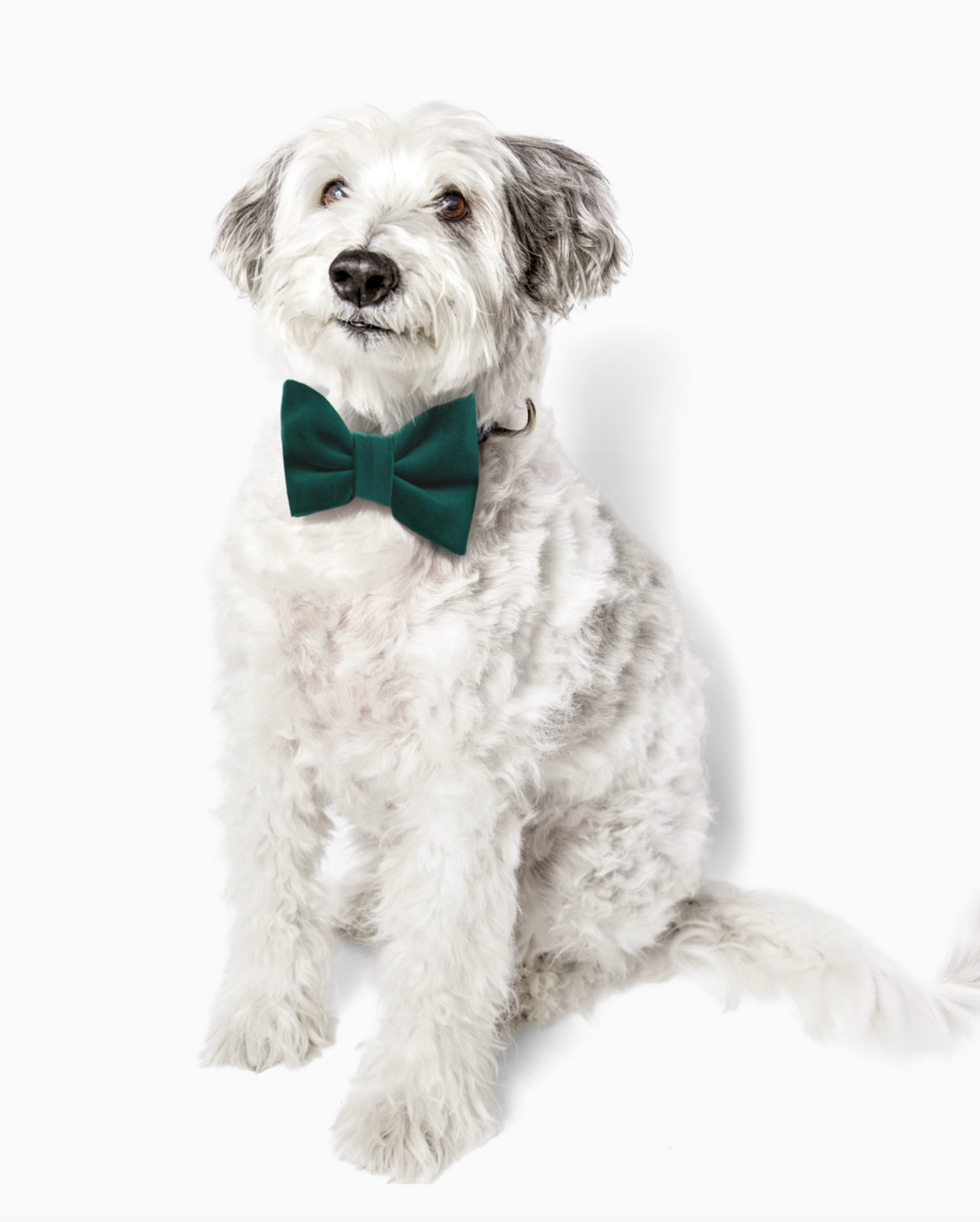 Bow Tie Forest Green Velvet