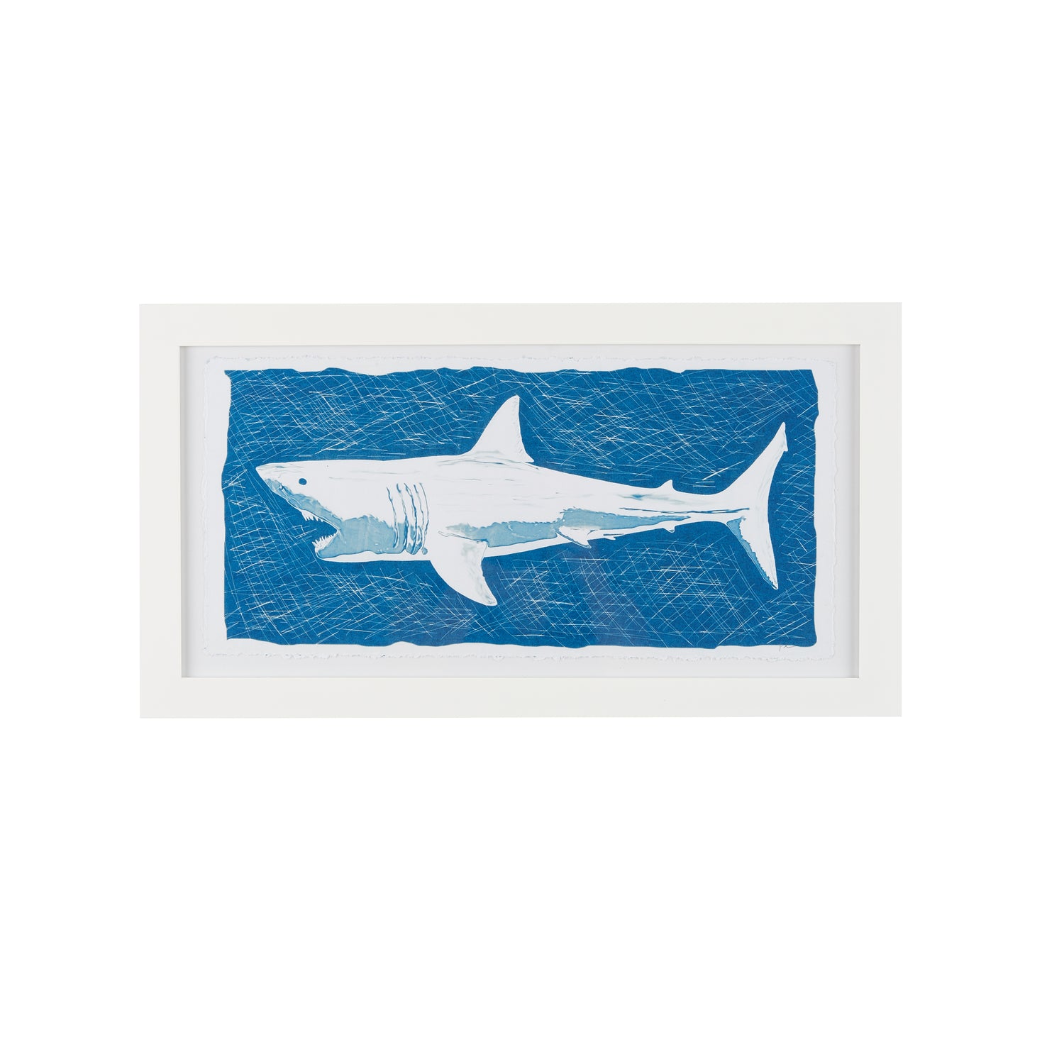 Shark Blueprint